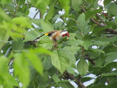 Carduelis carduelis