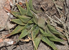 Haworthia mirabilis sublineata