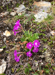 Primula hirsuta