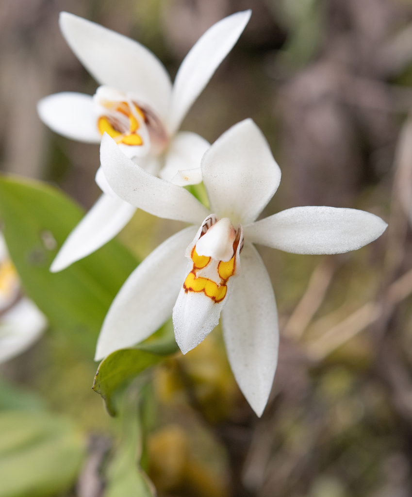 Coelogyne occultata