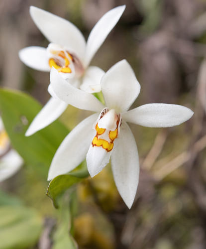Coelogyne occultata Hook.f. 3