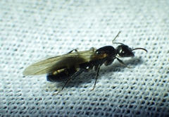 Camponotus sexguttatus