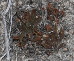 Haworthia mirabilis sublineata