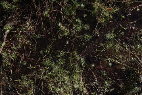 Image of Ranunculus inundatus by (c) Thomas Mesaglio, some rights reserved (CC BY)