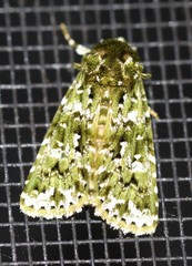 Thalatha bryochlora