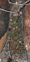 Haworthia mirabilis sublineata