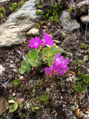 Primula hirsuta