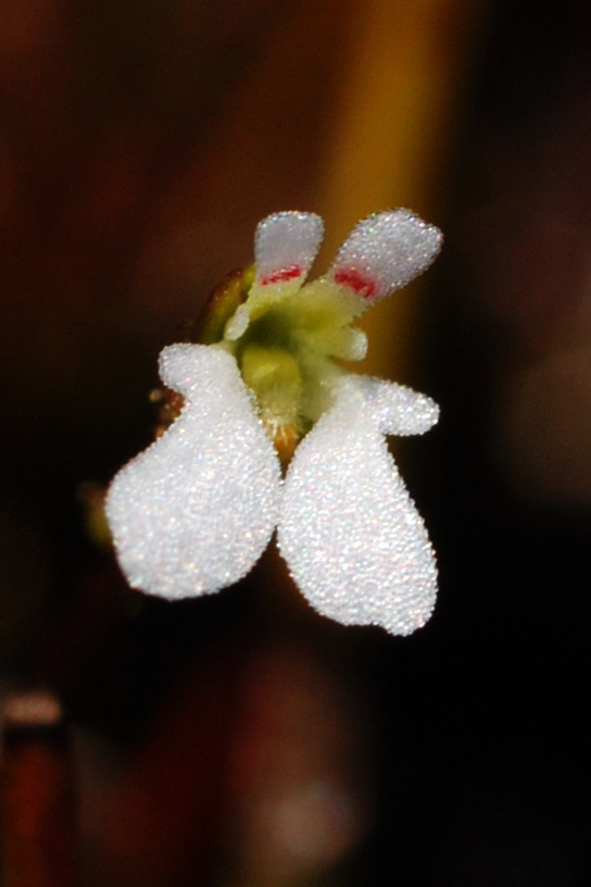 Tiny Triggerplant