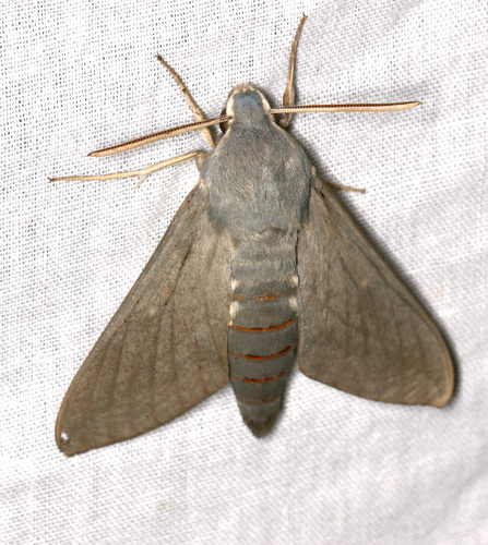 Hyles vespertilio