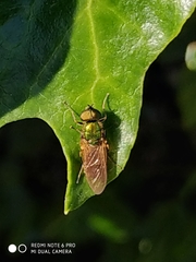 Chloromyia formosa