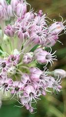 Allium ampeloprasum
