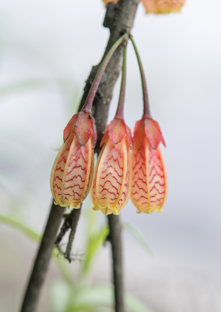 Agapetes incurvata (Agapetes incurvata)