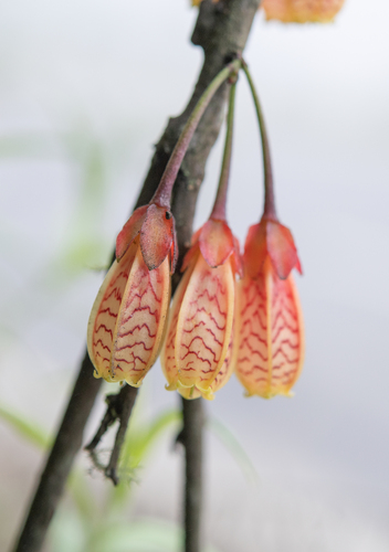 Agapetes incurvata, photograph 1