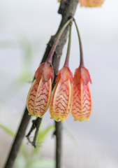 Agapetes incurvata, photograph Morten Ross, CC BY, iNaturalist via GBIF