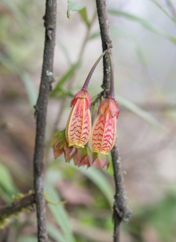 Agapetes incurvata, photograph 2