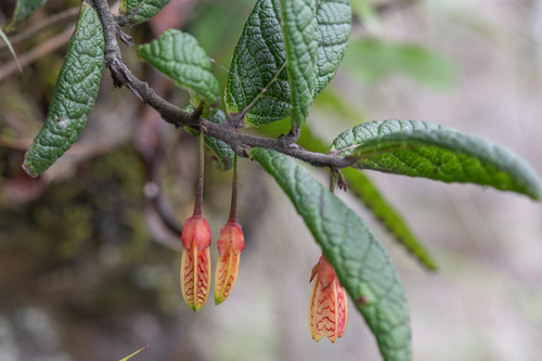 Agapetes incurvata, photograph 4