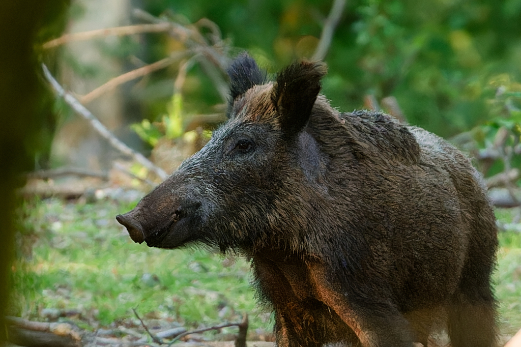 Eurasian Wild Pig Sus Scrofa Know Your Mammals