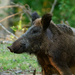 Eurasian Wild Pig - Photo (c) Nathalie Hausser, some rights reserved (CC BY-NC-ND)