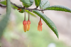 Agapetes incurvata, photograph Morten Ross, CC BY, iNaturalist via GBIF