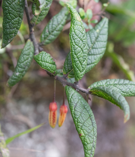 Agapetes incurvata, photograph 5