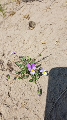 Viola tricolor curtisii