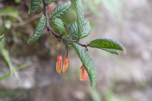 Agapetes incurvata, photograph 6