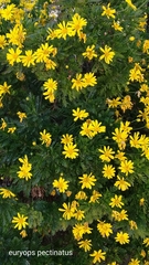 Euryops pectinatus