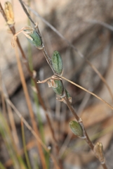 Haworthia mirabilis sublineata