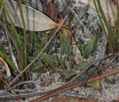 Haworthia mirabilis sublineata