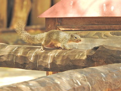 Heliosciurus gambianus