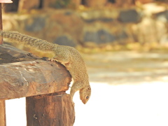 Heliosciurus gambianus