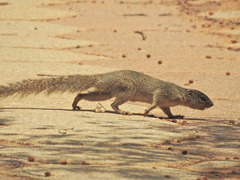 Heliosciurus gambianus