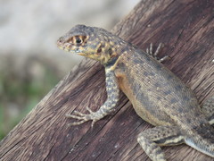 Tropidurus oreadicus