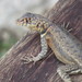 South American Collared Lizard - Photo (c) João Menezes, some rights reserved (CC BY-NC-SA), uploaded by João Menezes
