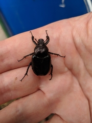 Osmoderma eremicola