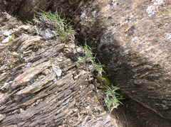 Trisetum distichophyllum