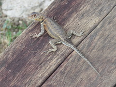 Tropidurus oreadicus