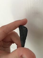 Carcharodon megalodon