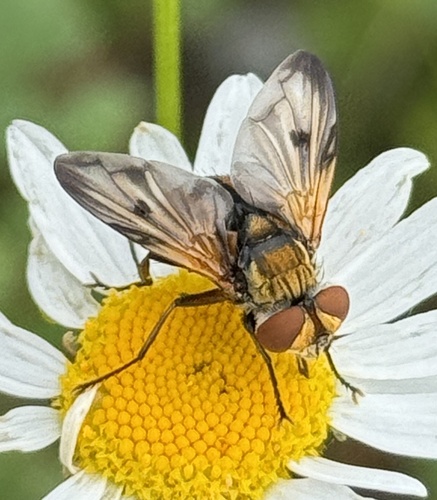 Ectophasia crassipennis photo 5