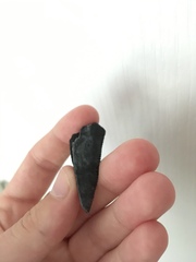 Carcharodon megalodon