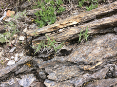 Trisetum distichophyllum