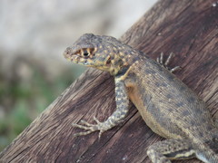 Tropidurus oreadicus