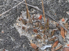 Haworthia mirabilis sublineata