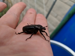 Osmoderma eremicola