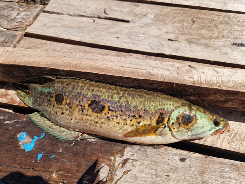 Ocellated snakehead (Channa pleurophthalma) — Channidae — 5