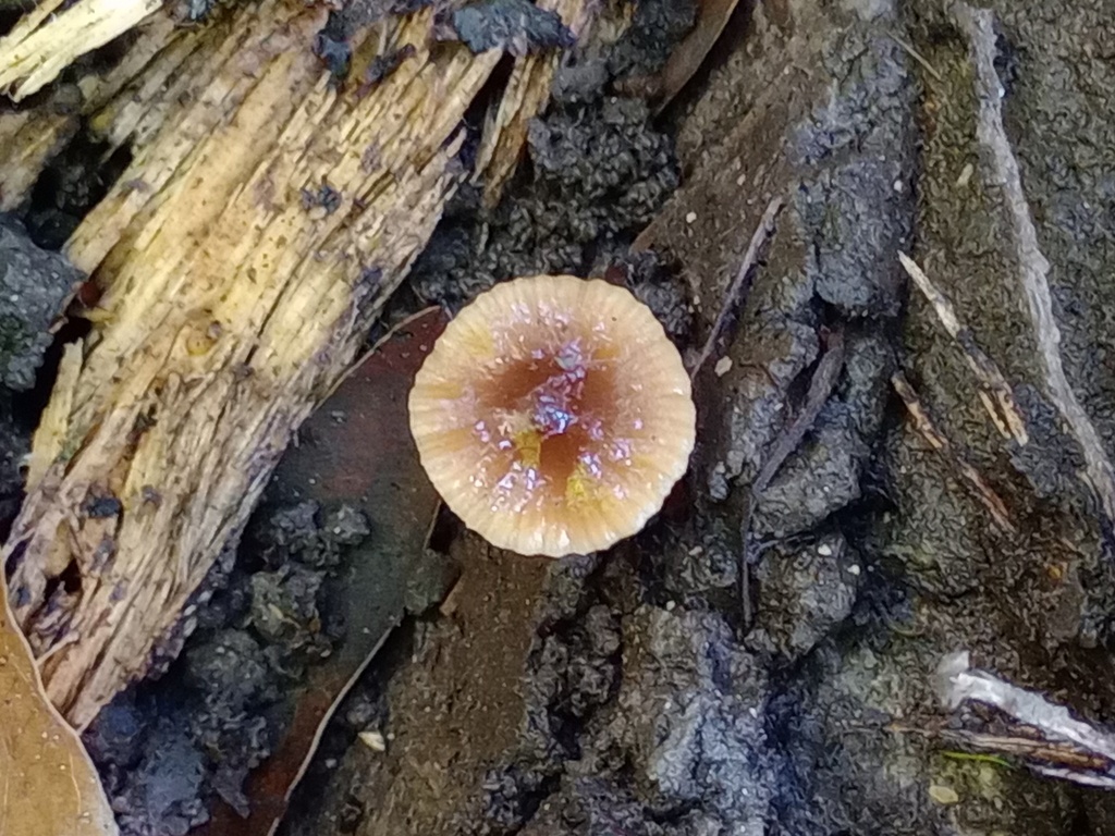 Pholiotina dasypus