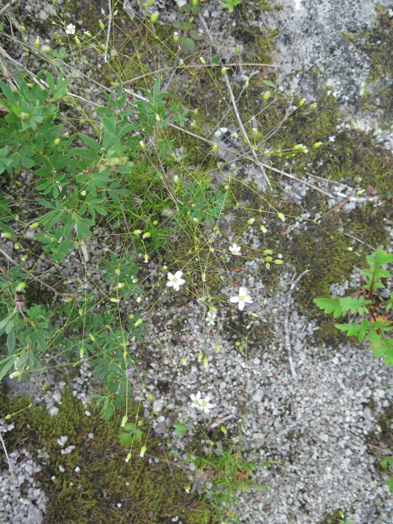 Sabulina gracilipes