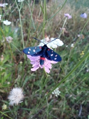 Zygaena ephialtes
