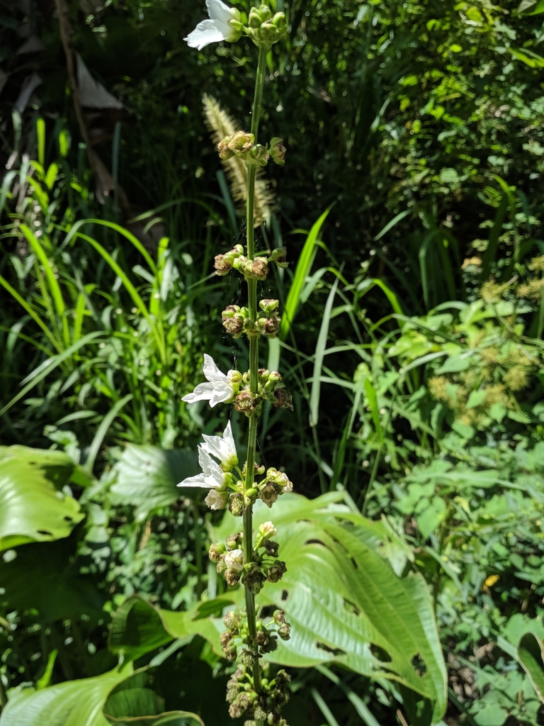 Échinodore à feuilles de pelle (Épée mexicaine) (Echinodorus palifolius (Nees & Mart.) J.G.Sm.)