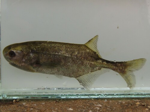 Eastern bottlenose (Petrocephalus wesselsi) — Mormyridae — 5